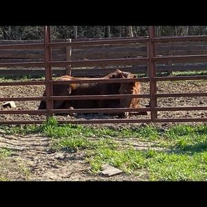Meet your Posher, Anne
